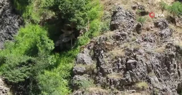 Munzur Dağlarında yaban keçileri görüntülendi