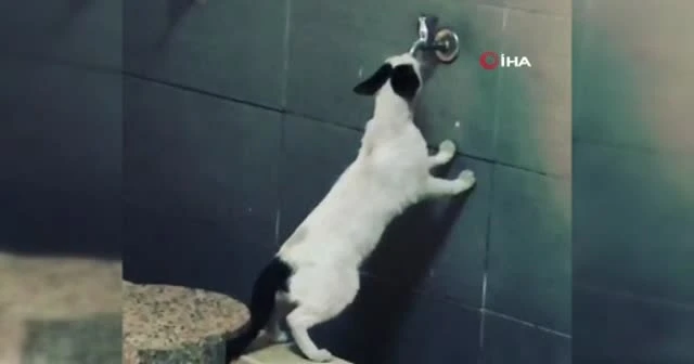 Sıcaktan bunalan sevimli kedi akmayan musluktan su içmeye çalıştı