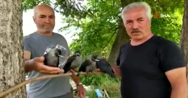 Sahiplendiği kargalara çocuklarının adını verdi