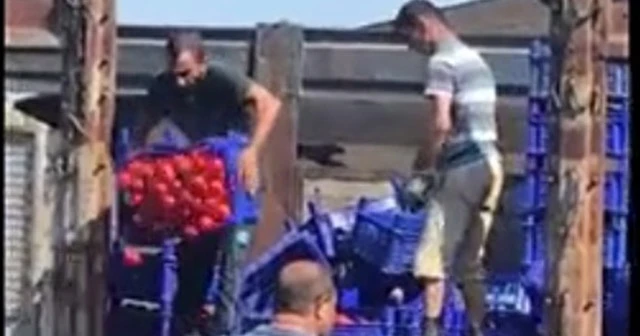 Ucuza satmamak için domatesi çöpe döktüler