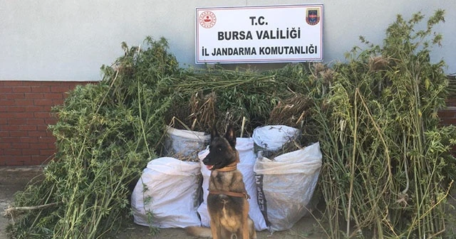 Jandarmanın uyuşturucu operasyonu havadan görüntülendi