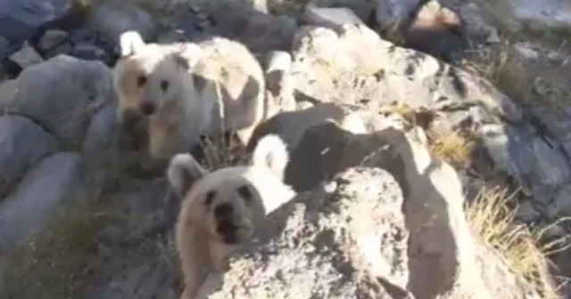 Nemrut'un minik ayıları piknikçilerin sofrasına konuk oluyor