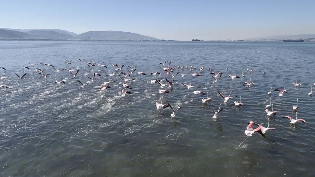 Körfezde flamingoların dansı
