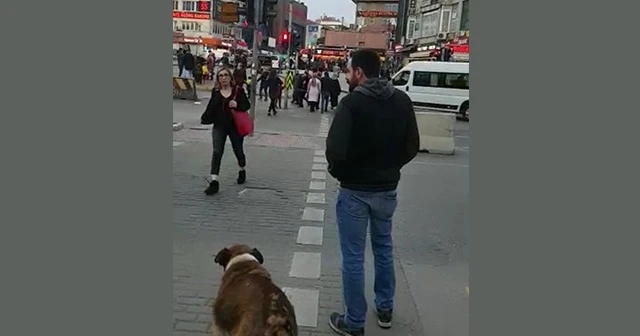 Köpekten insanlara trafik ışığı dersi