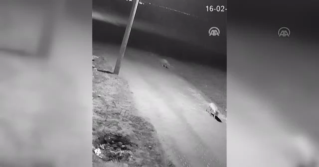 Aç kalan kurtlar köye indi