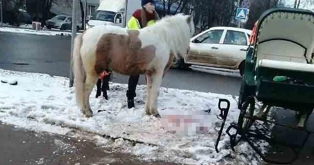 At ile otomobil çarpıştı