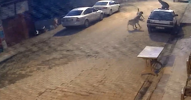 Köpekler saldırdı, darbeyi ise yere düşerek aldı