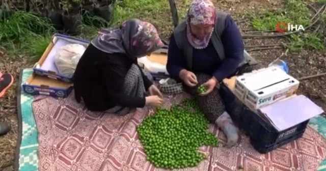 Hasat edilen 1 kilo erik, meraklısı tarafından 250 liraya satın alındı