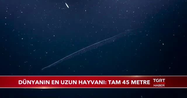 Dünyanın en uzun hayvanı keşfedildi: Tam 45 metre
