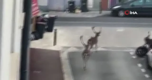 Paris sokaklarına geyikler indi