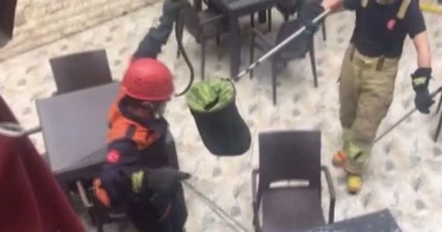 Ataşehir ve Sancaktepe’de görülen yılanlar paniğe neden oldu