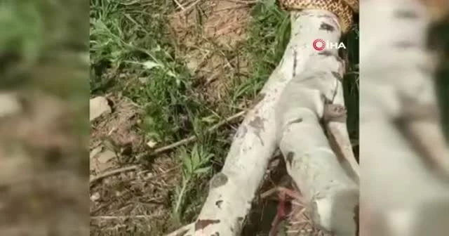 Devasa yılan korkuttu