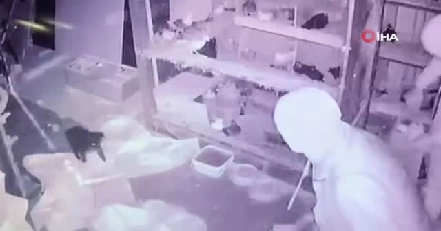 Güvercin hırsızları kameraya yakalandı