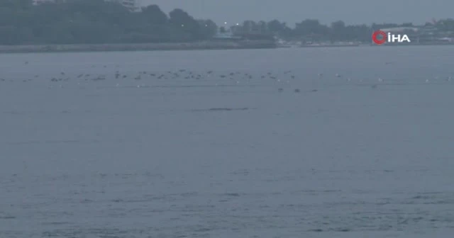 İstanbul Boğazına gün doğumuyla yunuslar akın etti