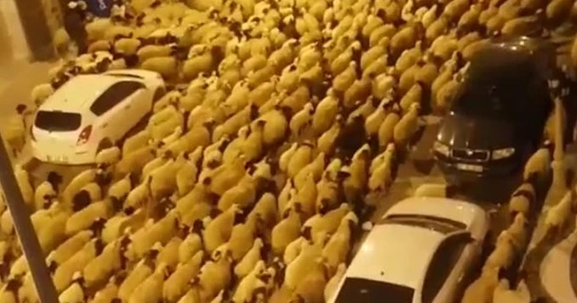 Şehir merkezinden geçen koyun sürüsü şaşırttı