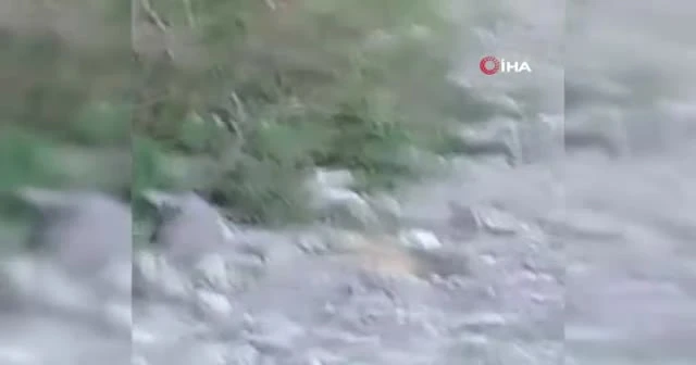 Hakkari’de görülen kırmızı yılan korkuttu