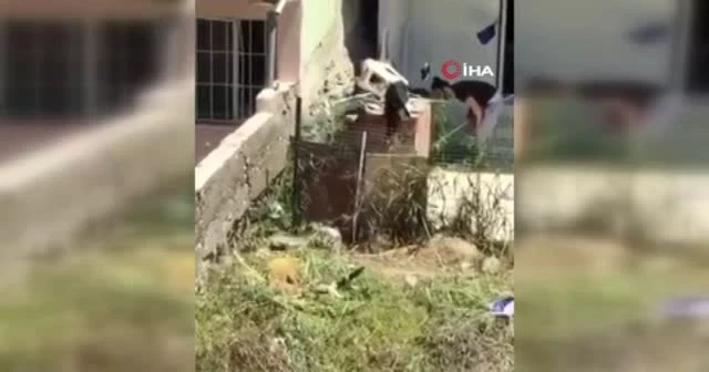 İzmir'de köpeğe şiddet!