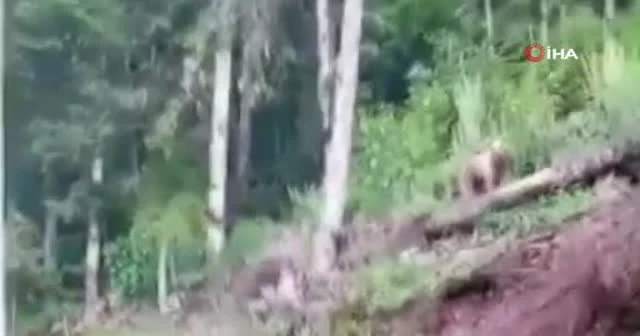 Karşılaştığı ayıyı 'gel oğlum' diye çağırdı