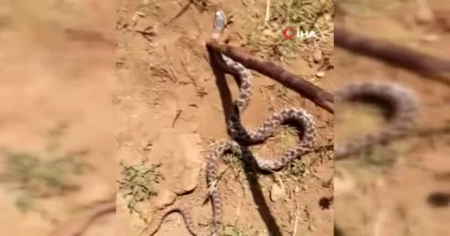 Mezrada görülen yılanlar korkuttu
