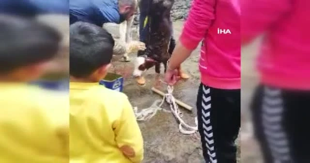 Buzağıyı suni teneffüs yaparak kurtardı