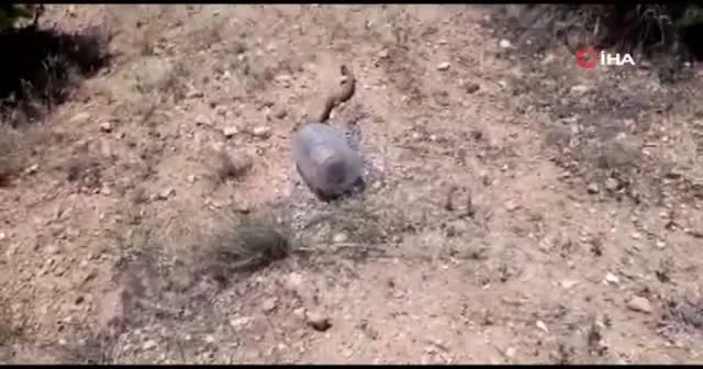 Civcivlerini yiyen yılanı yakaladı