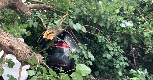 Çürüyen ağaç, araçların üzerine devrildi
