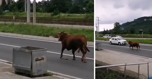 Hayvan pazarından firar eden kurbanlık tosun karayolunu karıştırdı