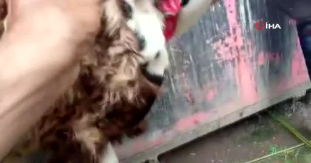 Keçiyi kurbanlık koyun diye sattılar