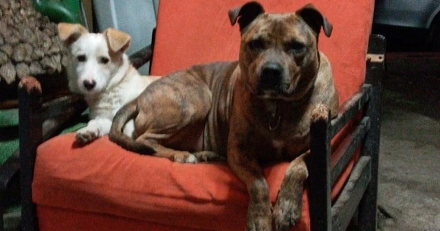 Maltepe’de köpeklerin çalındığı anlar kamerada