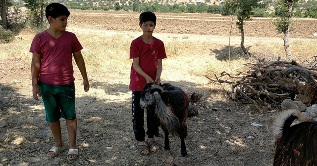 Ölen kuzusu için gözyaşlarına boğuldu