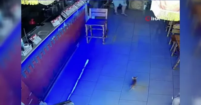 Rusya'da kasadan para çalan kedi suçüstü yakalandı