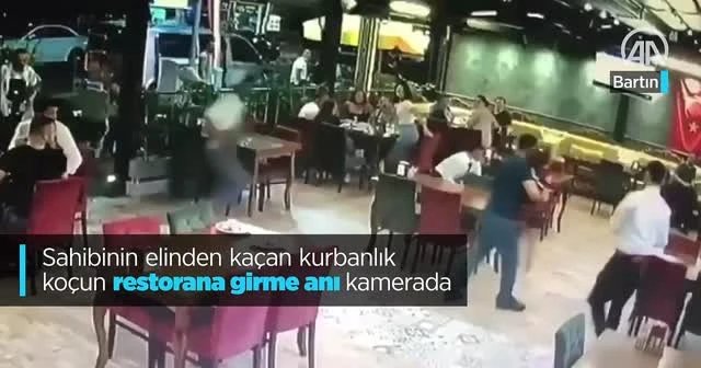 Sahibinin elinden kaçan kurbanlık koçun restorana girme anı kamerada