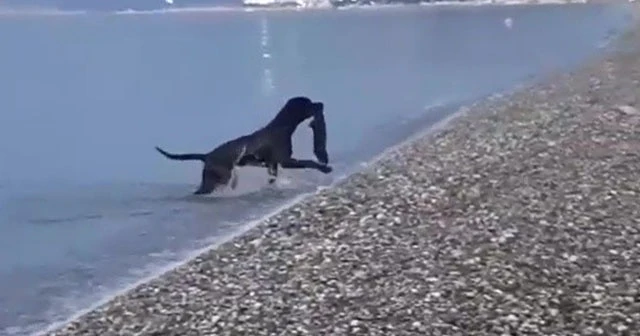 Tatilcilerin denizdeki atıklarını köpek topladı