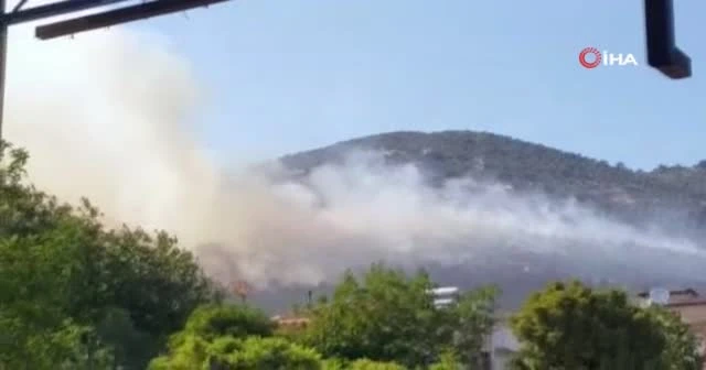 Evde çıkan yangın zeytinliğe sıçradı