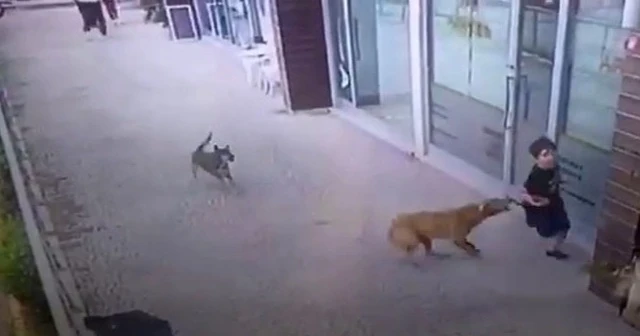 Küçük çocuğa köpek saldırısı kamerada