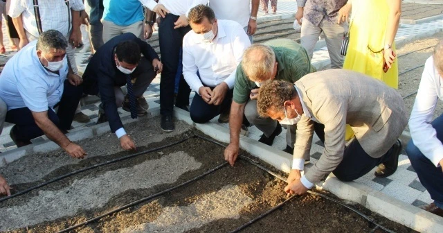 Bodrum'da 7 bin yıllık ata tohumları toprakla buluştu