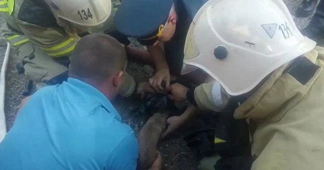 Rus itfaiyeciler köpeği hayata döndürdü