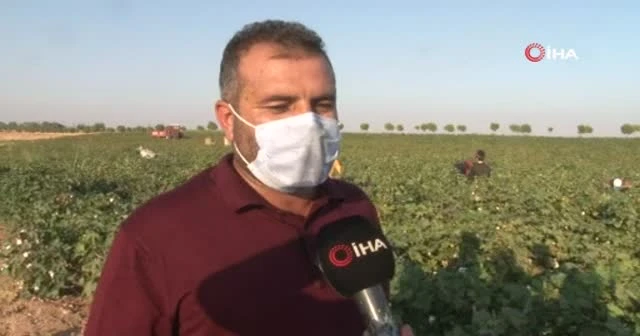 Şanlıurfa’da 'beyaz altın' hasadı