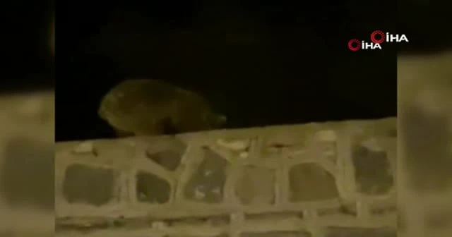 Sarıkamış’ta ayı vatandaşa el salladı