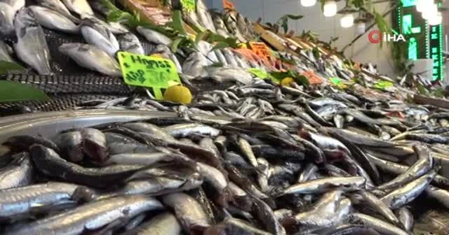Sezon açıldı, tezgahlar palamut ile doldu