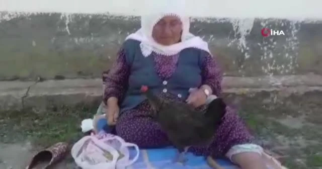 Tavukları ağzı ile besliyor