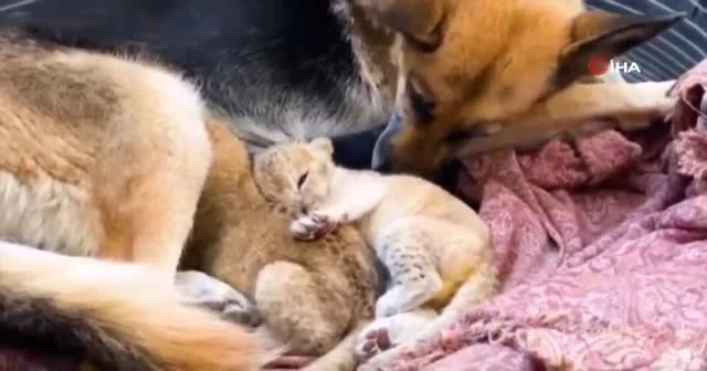 Terk edilen aslan yavrularına köpek annelik yaptı