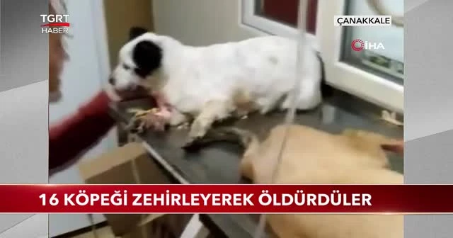 16 köpeği zehirleyerek öldürdüler