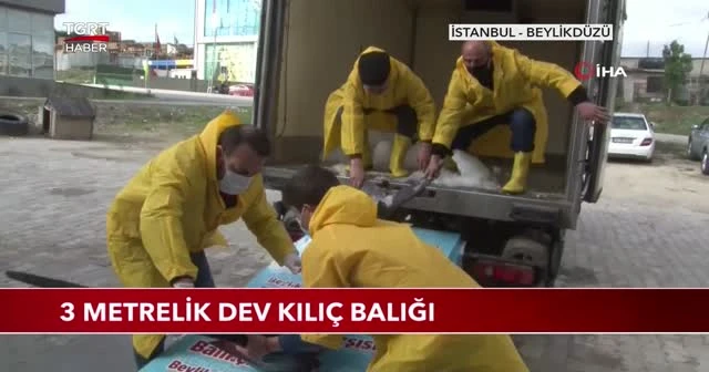 3 metrelik dev kılıç balığı