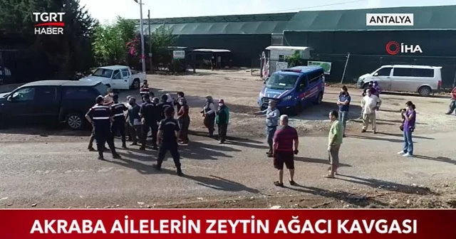 Akraba ailelerin zeytin ağacı kavgası