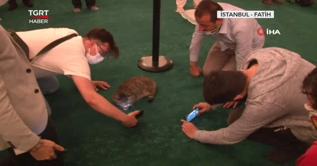 Ayasofya’nın sembolü kedi Gli’den üzen haber