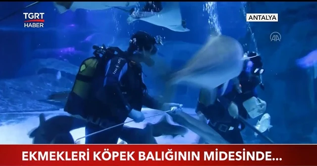 Ekmekleri köpek balığının midesinde...