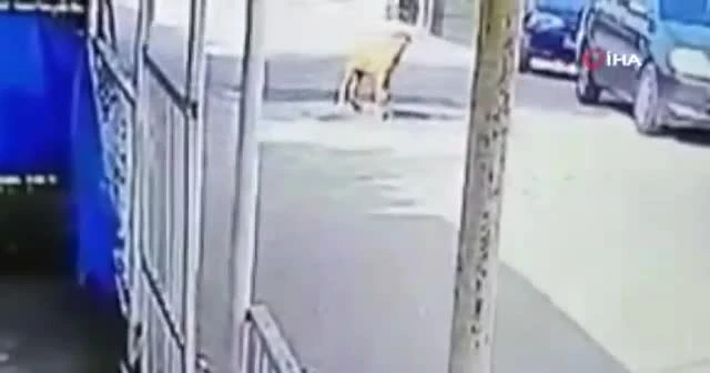 Göz göre göre aracı ile köpeğin üzerinden geçti