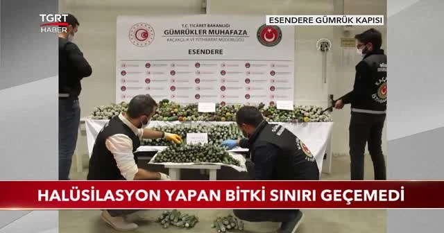 Halüsilasyon yapan bitki sınırı geçemedi