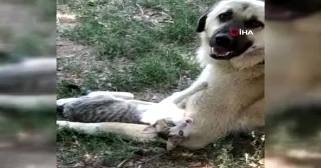 Kediyle köpeğin gülümseten dostluğu